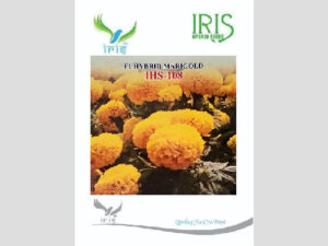 Iris IHS-108 F1 Hybrid Yellow Marigold Seeds
