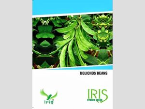 Iris OP Dolichos Beans Seeds