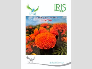 Iris IHS-786 F1 Hybrid Orange Marigold Seeds