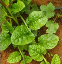 Malabar Spinach