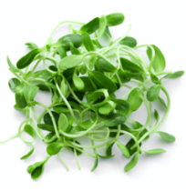 Micro Greens - Fenugreek / Methi (50gms, Har...
