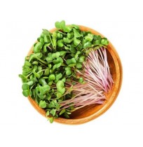 Micro Greens - Pink Raddish  (50gms, Harveste...