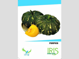 Iris F1 Hybrid Pumpkin Seeds