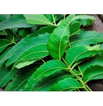 Neem Leaf Bunch