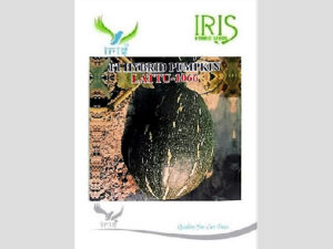 Iris Hybrid Vegetable Seeds F1 Hybrid Pumpkin Lattu-1066 (Oblong)