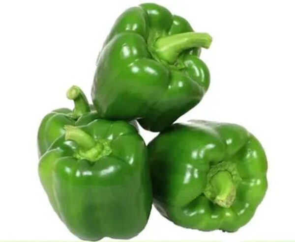 Organic Green Capsicum Organically Grown