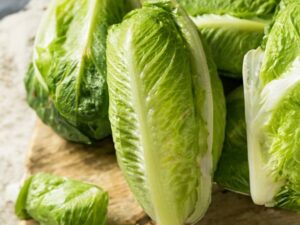 Lettuce Romain