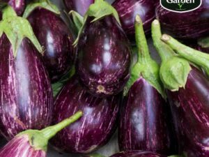Organic Brinjal