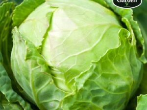 Organic Cabbage