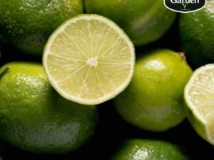 Organic Lemon
