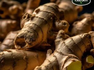 Organic Ginger