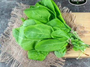 Organic Naturoponic Spinach (without roots) Leafy