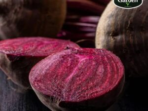 Organic Beetroot