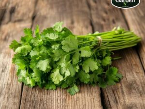 Organic Coriander (without roots)