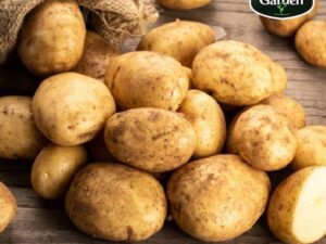 Organic Potato
