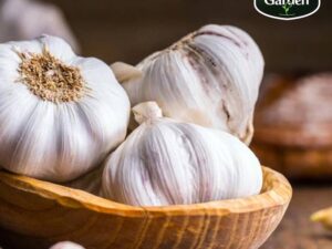 Organic Garlic