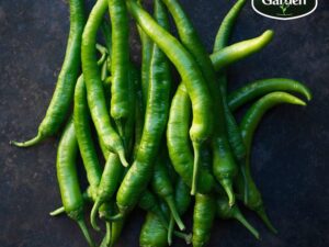 Organic Green Chilli