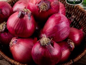 Organic Onion