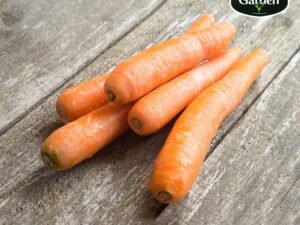 Organic Carrot