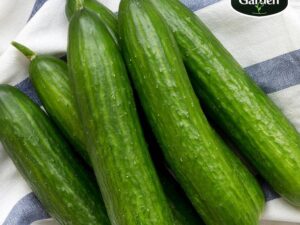 Gourmet Garden Organic English Cucumber