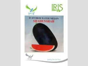 Iris Hybrid Fruit Seeds F1 Hybrid Watermelon Shahenshah