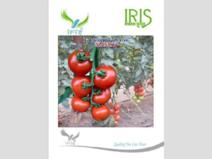 Iris Nancy F1 Hybrid Tomato Seeds