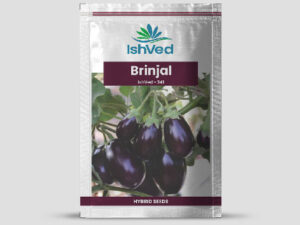IVBJH - 341 Brinjal Seeds