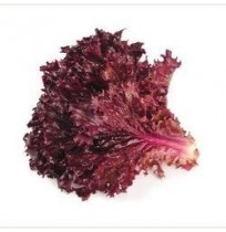 Lettuce RED