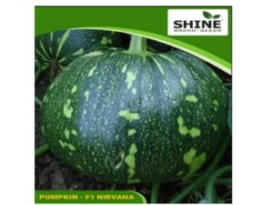 Nirvana F1 Hybrid Pumpkin Seeds