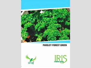 Iris Imported Parsley Seeds