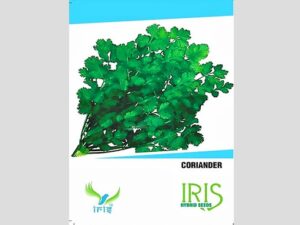 Iris Imported Coriander Seeds