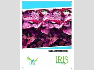 Iris Imported Red Amaranthus Seeds