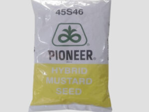 Pioneer 45S46 Hybrid Mustard Seeds