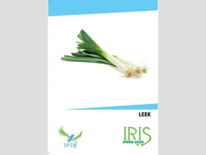 Iris Imported Leek Seeds