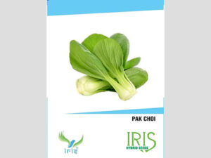 Iris Imported Pak Choi Seeds