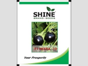 Heera - 10 F1 Hybrid Brinjal Seeds
