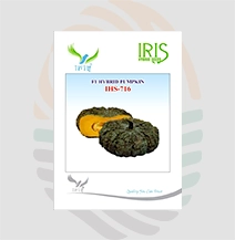 Iris IHS-716 F1 Hybrid Pumpkin Seeds