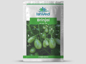 IVBJH - 361 Brinjal Seeds
