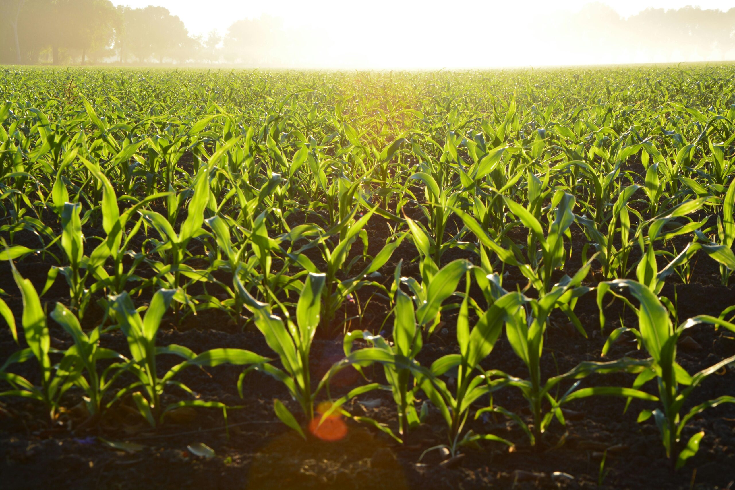 Protect Your Crops